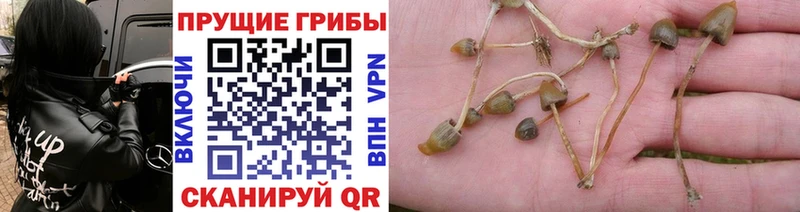 купить наркотики цена  блэк спрут зеркало  Галлюциногенные грибы мухоморы  Апшеронск 